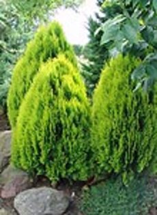 thuja orientalis aurea nana - CATALOG CONIFERE 1