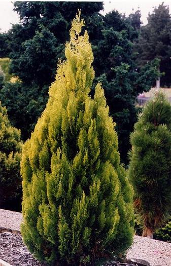 THUJA ORIENTALIS KAITAKE 03 - CATALOG CONIFERE 1