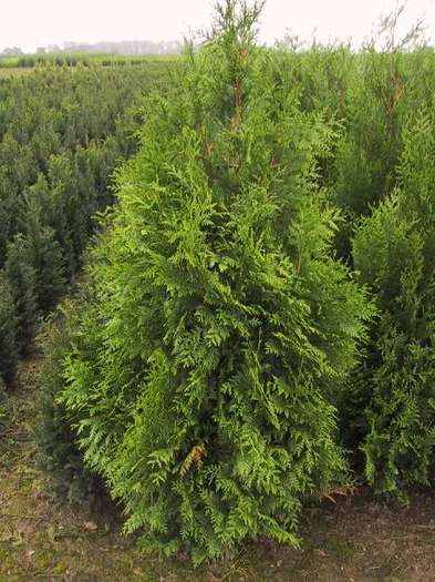 thuja plicata atrovirens - CATALOG CONIFERE 1