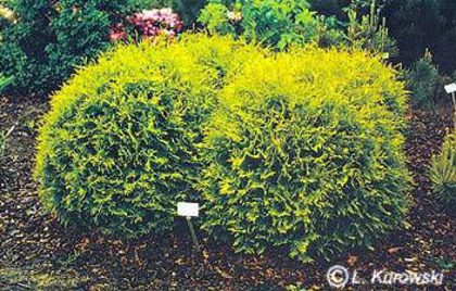 thuja_occidentalis_golden_globe thuja_occidentalis_golden_globe