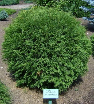 Thuja_occidentalis_Little_Champion