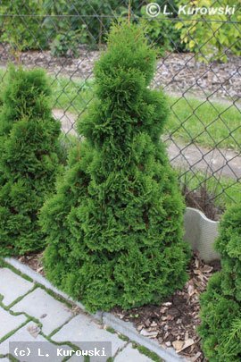 Thuja_occidentalis_Miky_1_p4 - CATALOG CONIFERE 1