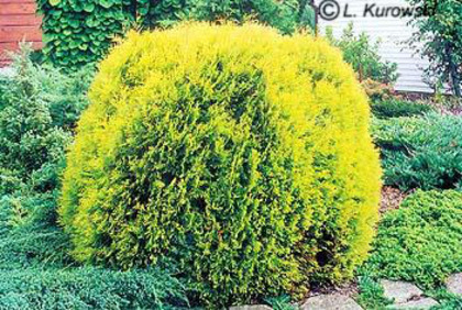 thuja_occidentalis_rheingold