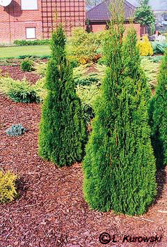 thuja_occidentalis_smaragd