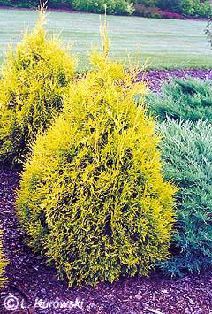 thuja_occidentalis_sunkist - CATALOG CONIFERE 1