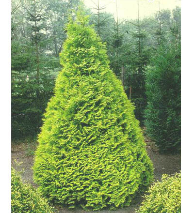 thuja_occidentalis_sunkist1 - CATALOG CONIFERE 1