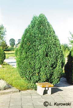 thuja_occidentalis_wagnerii