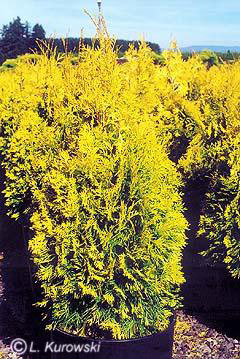 thuja_occidentalis_yellow_ribbon