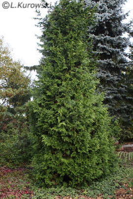 Thuja_plicata_Kornik - CATALOG CONIFERE 1