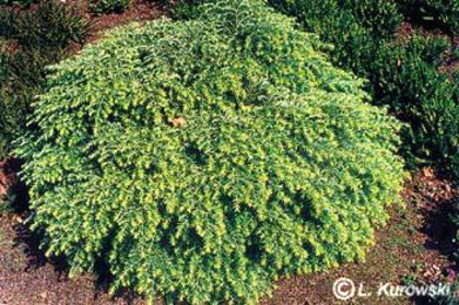 tsuga_canadensis_nana - CATALOG CONIFERE 1