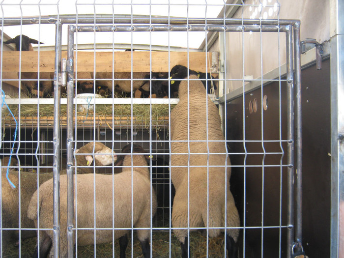 export -romania berbec in Iasi