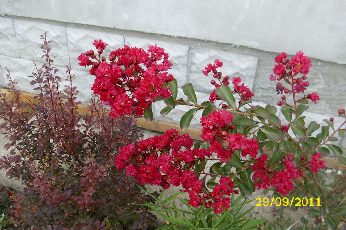 LAGERSTROEMIA ROSIE