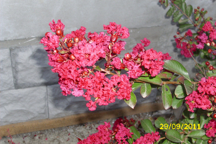 LAGERSTROEMIA ROSIE - Arbusti diversi din gradina mea