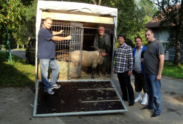 exportam oi in Romania