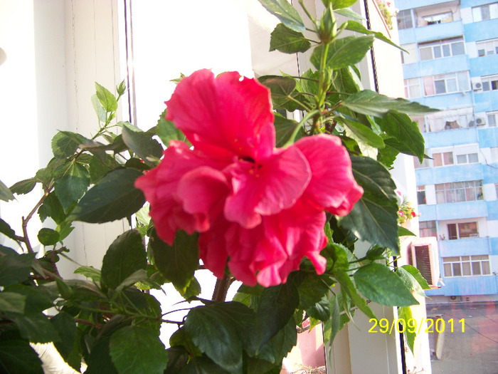 179_1842 - a Flori 2011