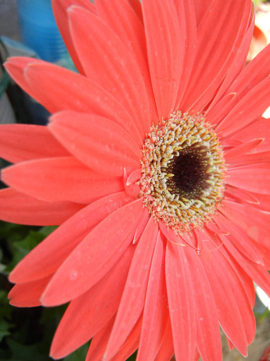 Red Gerbera (2011, September 01) - Gerbera Red