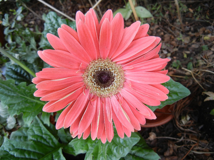 Red gerbera (2011, September 08) - Gerbera Red