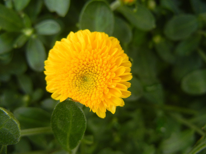 Yellow Chrysanthemum (2011, Sep.18) - Yellow Chrysanthemum