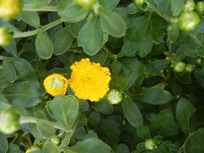 Yellow Chrysanthemum (2011, Sep.20)