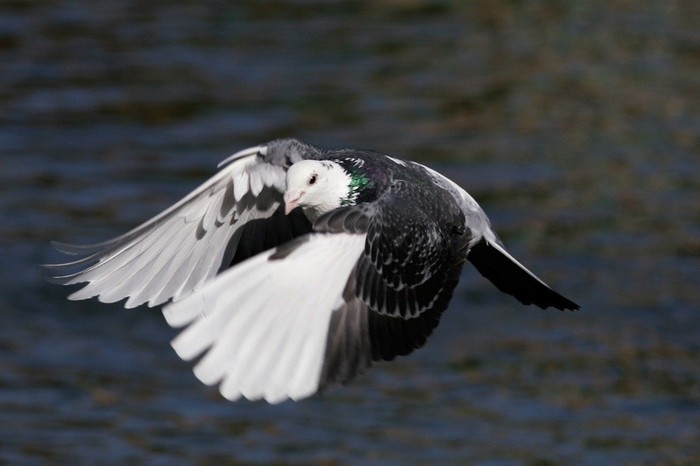 Pigeon_in_flight_dtab - Ce este porumbelul