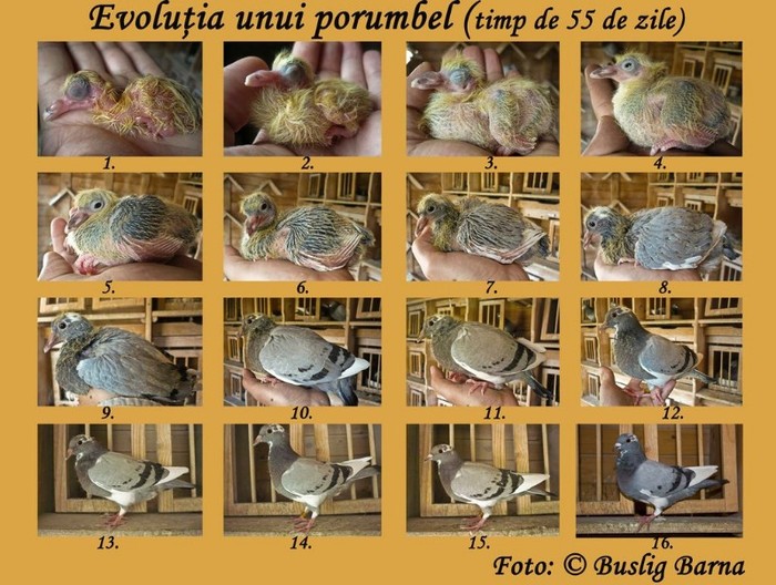 evolutie-porumbel