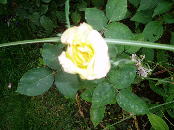 primul trandafir altoit si reusit - ALTOIRE TRANDAFIRI - in ochi dormind