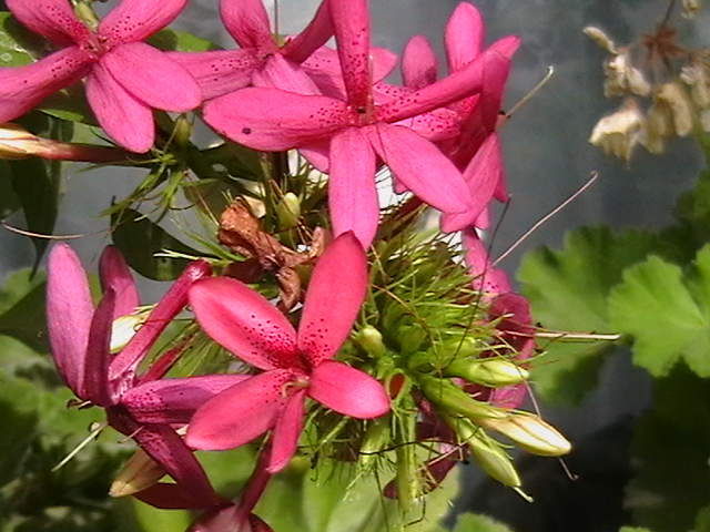 Picture 004