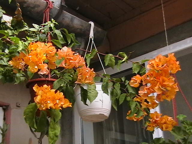 bouga galbena