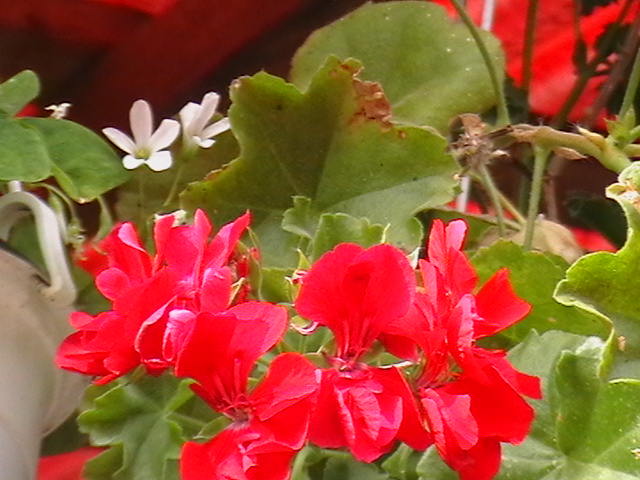 Picture 010