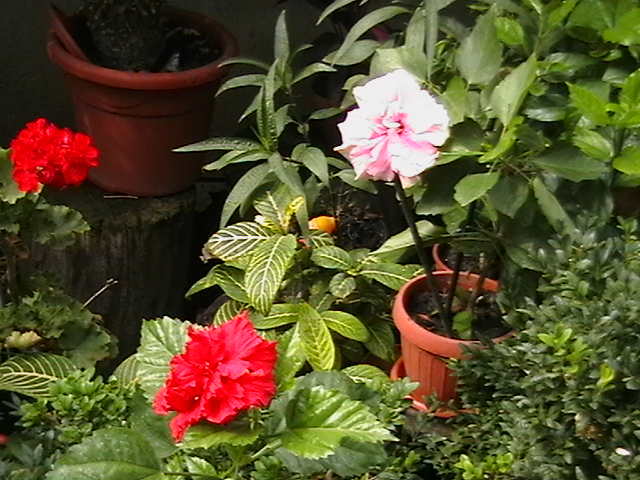 Picture 016