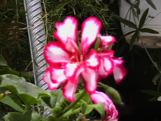 Picture 017
