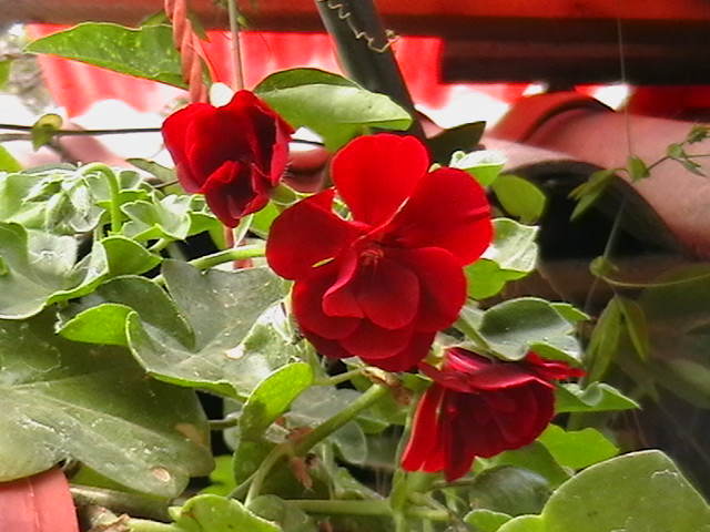 Picture 019