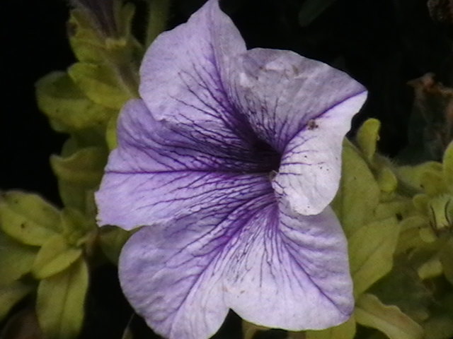 Picture 022