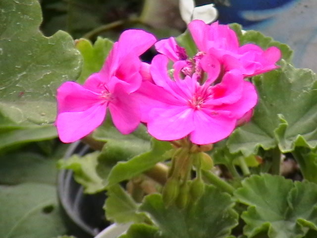 Picture 026