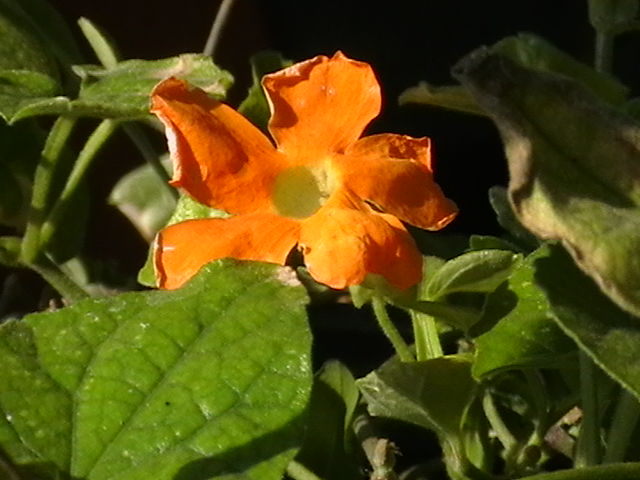 Picture 035