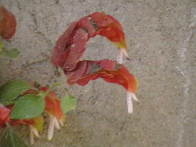 floare beloperone
