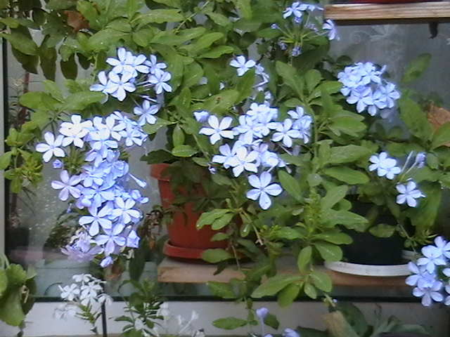 plumbago albastru