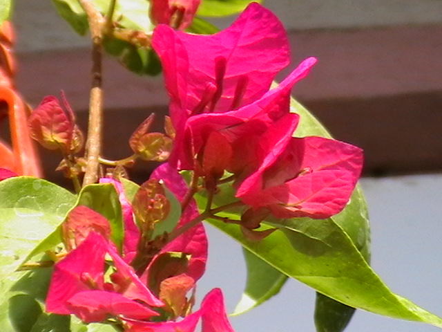 Picture 097