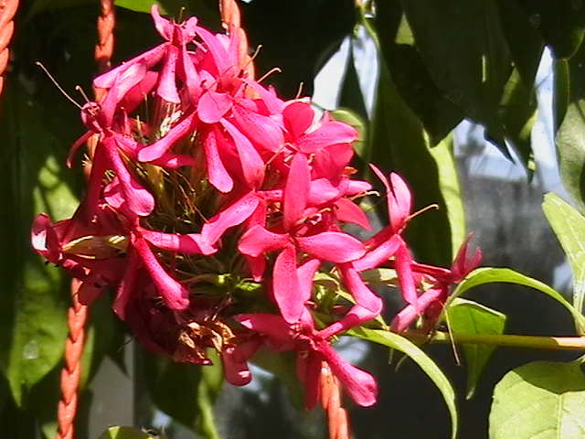 rutya ruspolia