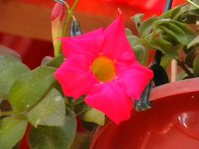 dipladenia rosie