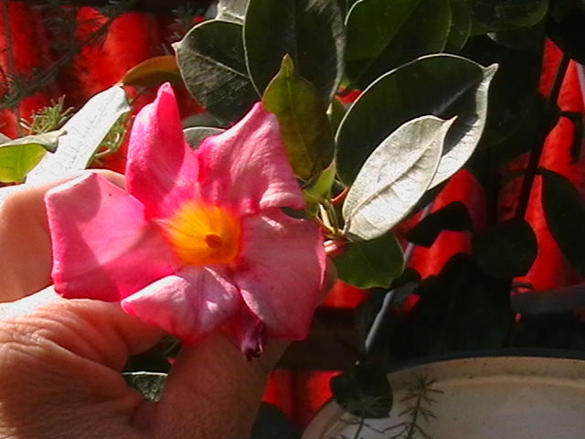 dipladenia roz