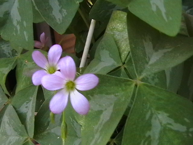 oxalis