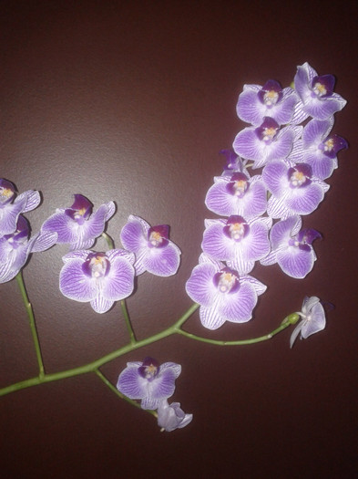  - Phalaenopsis