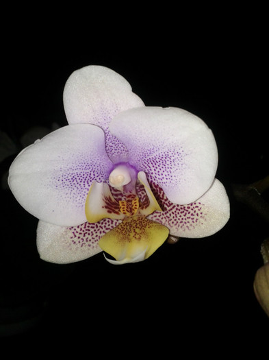 29.09.11 - Phalaenopsis