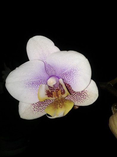 29.09.11 - Phalaenopsis