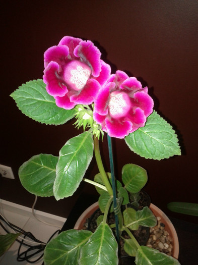 29.09.11 - Gloxinia