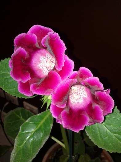  - Gloxinia