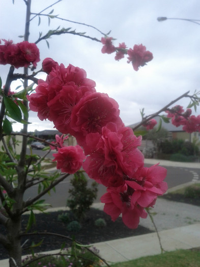 piersic ornamental - Diverse