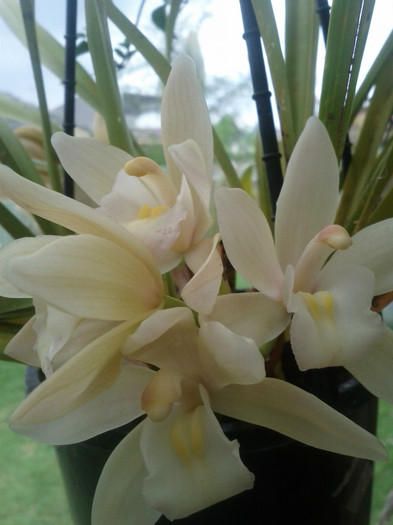 30.09.11 - Cimbidium6