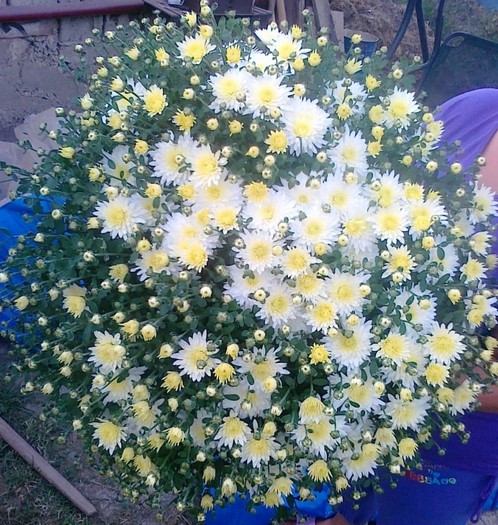 20110929679
